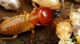 شركة مكافحة النمل الابيض دبي